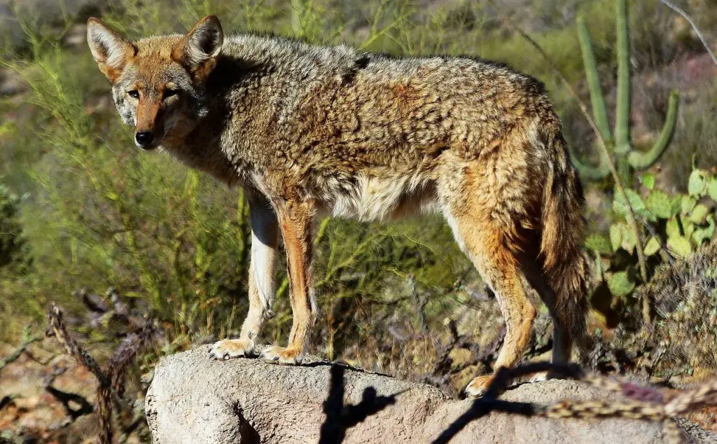 Coyote Size and Comparison
