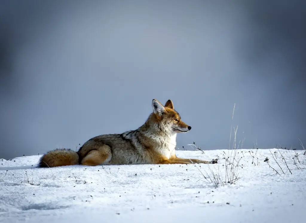 coyote, animal, wildlife-1730060.jpg