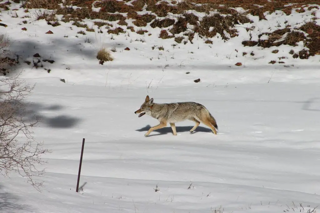 coyote, animal, winter-1539287.jpg