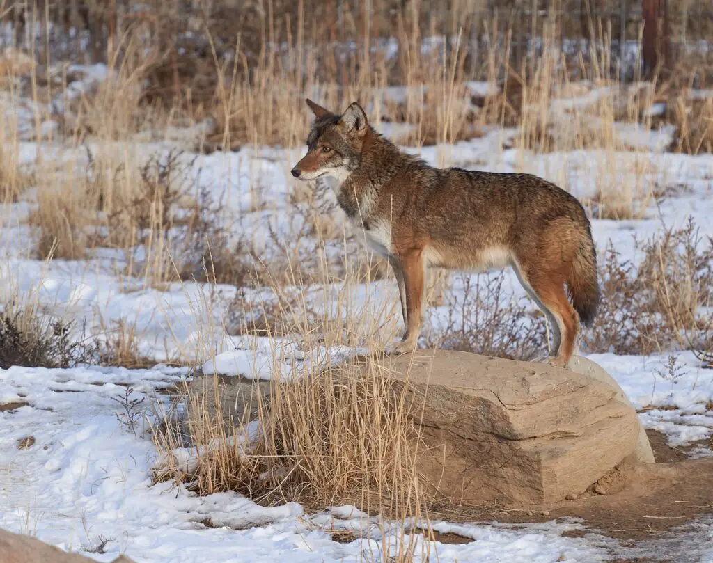 coyote, predator, mammal-5983550.jpg