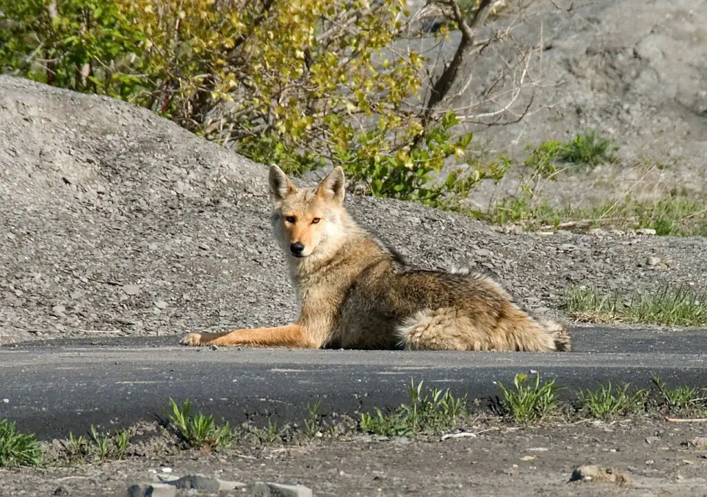 coyote, quadruped, animal-1819.jpg