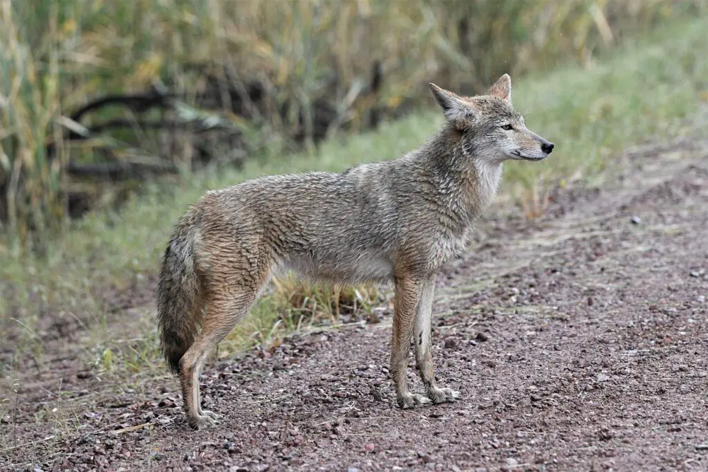 coyote, wildlife, nature-7736405.jpg