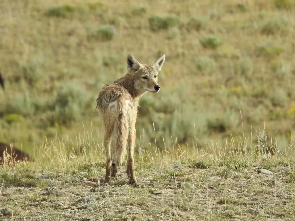 coyote, yellowstone national park, wildlife-5336167.jpg