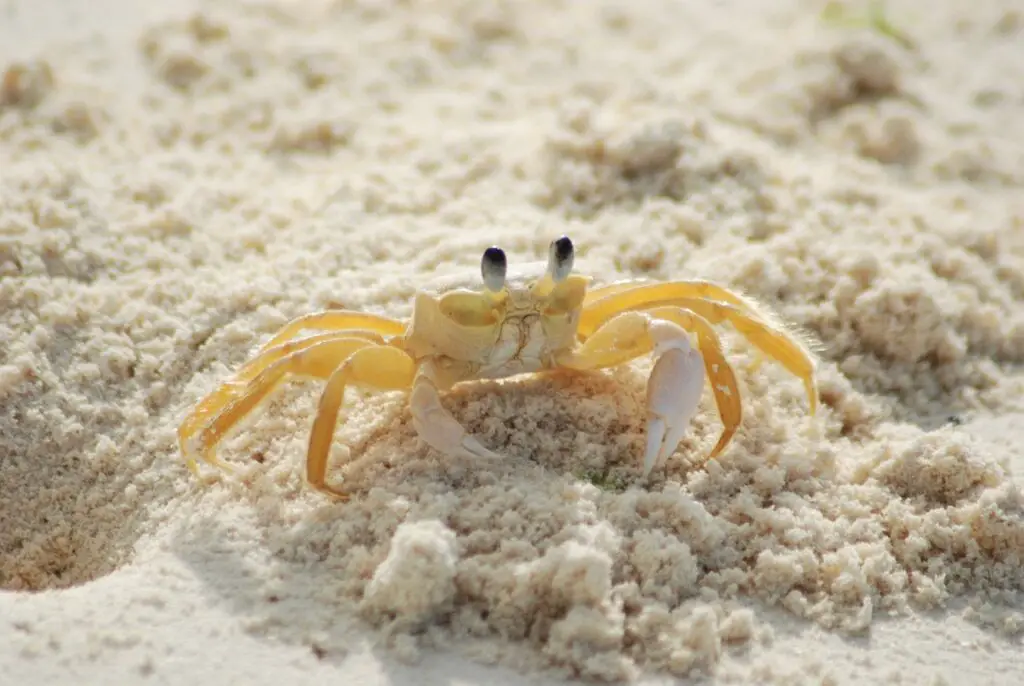 crab, yellow, ocypode quadrata-215170.jpg
