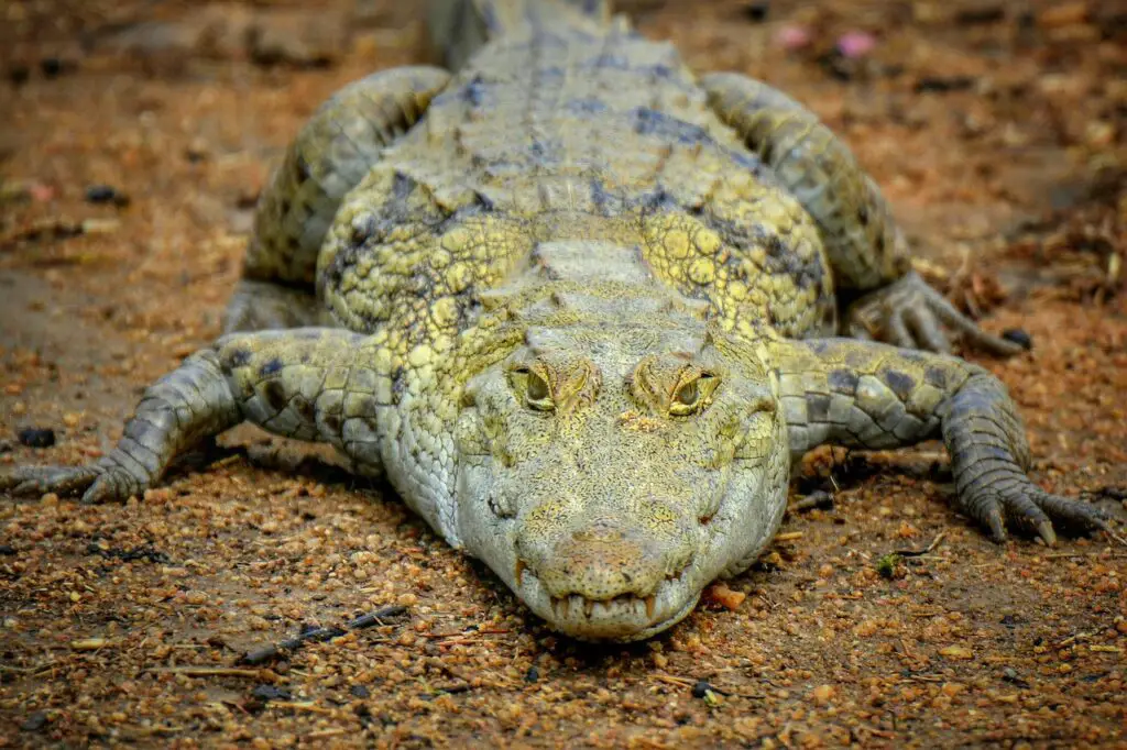 crocodile, ghana, africa-1818525.jpg