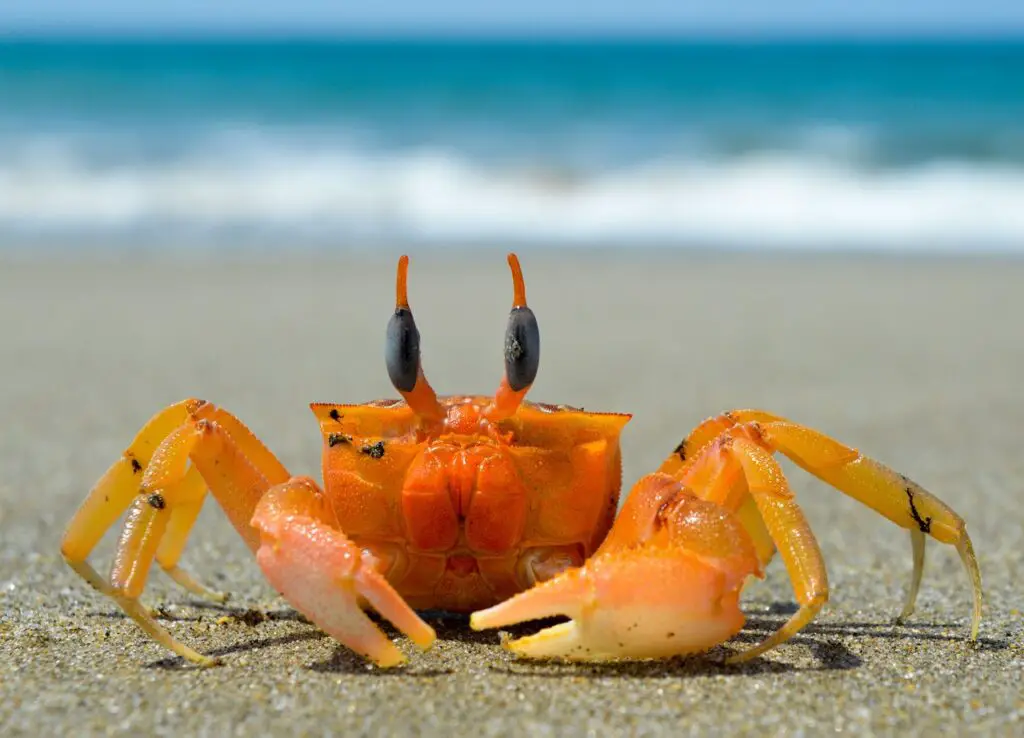 crustacean, crab, sea-3377646.jpg