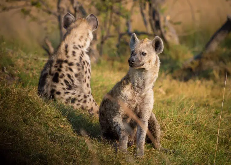 diverse animal species including hyenas