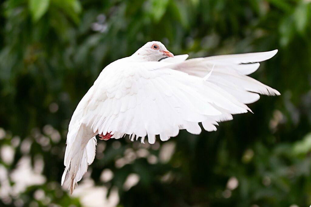 dove, bird, animal-7529112.jpg