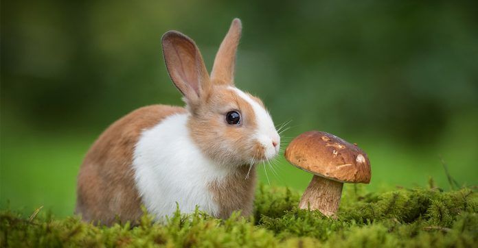 From Forest Floors to Feasts: Animals That Eat Mushrooms
