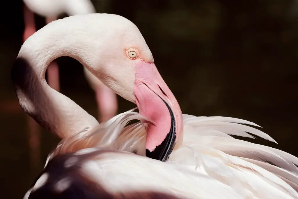 flamingo, bird, wildlife-7307672.jpg
