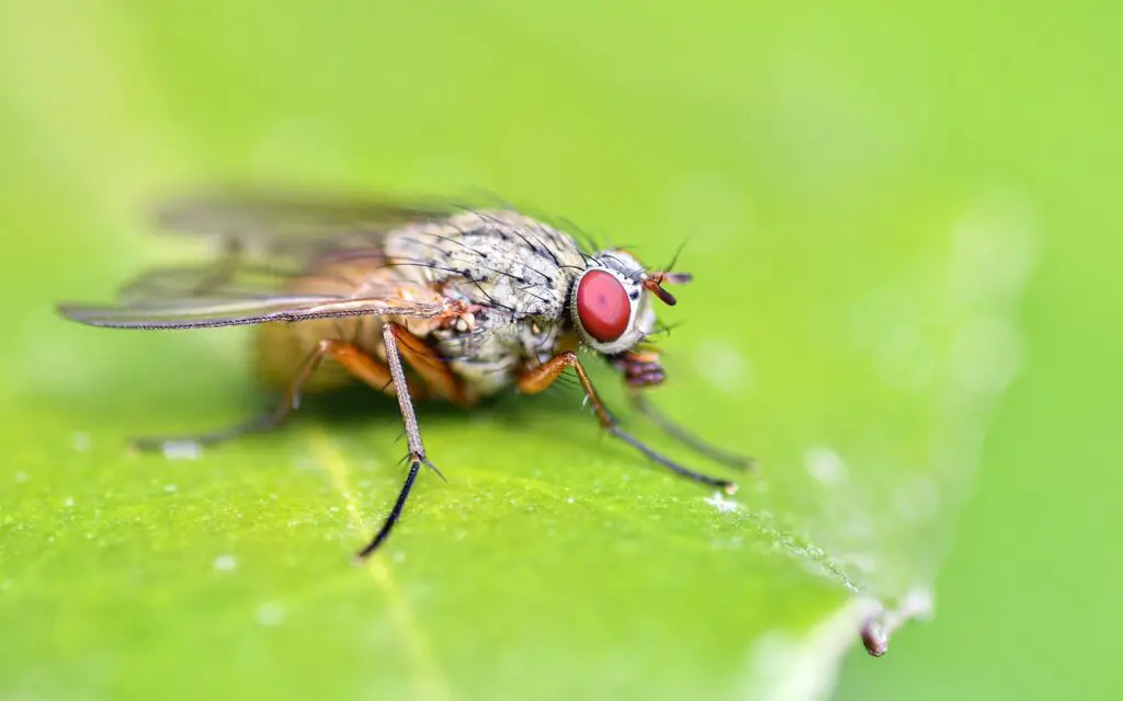 fly, insect, leaf-5657988.jpg