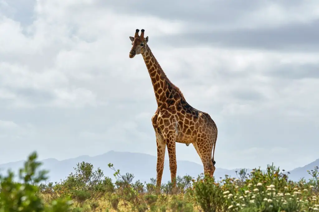 giraffe, animal, safari-6271050.jpg