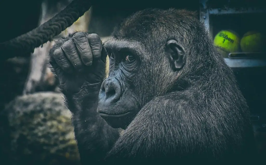 gorilla, nature, ape-3717310.jpg