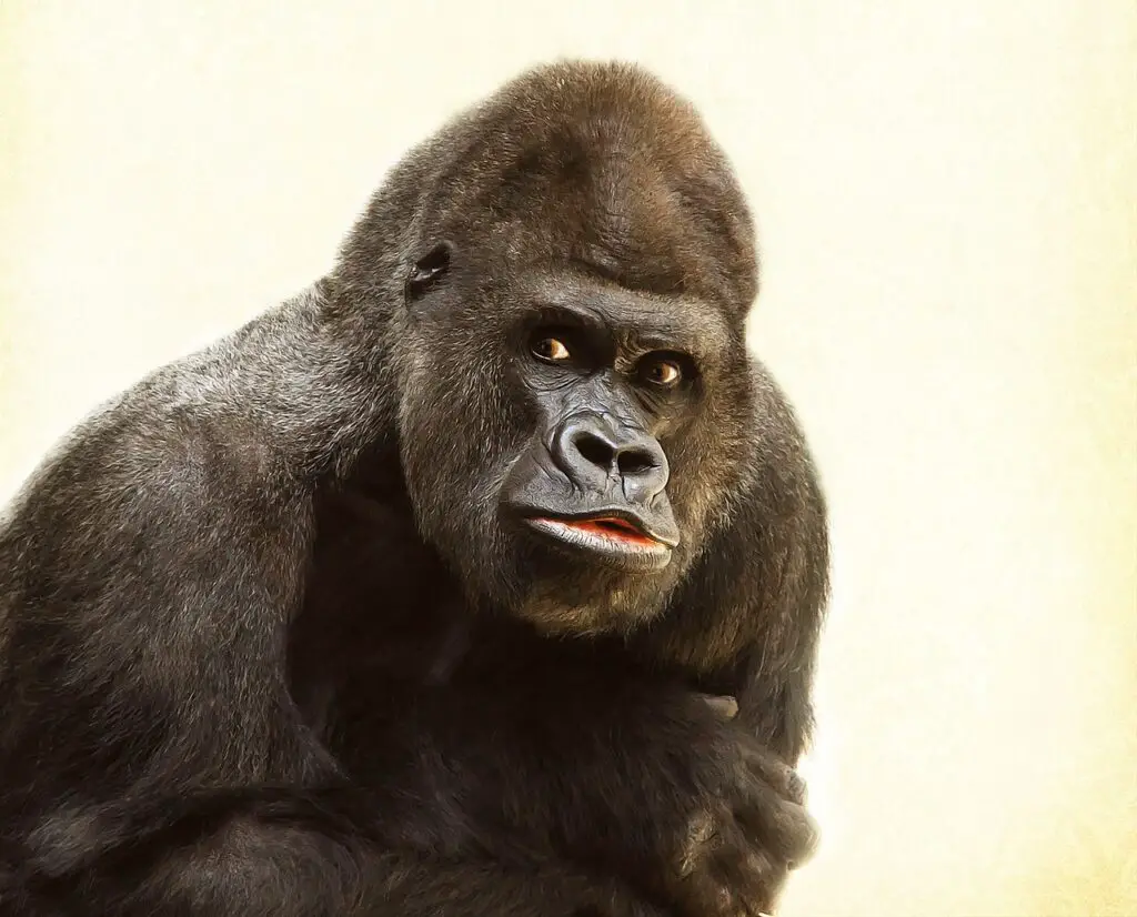 gorilla, silverback, ape-448731.jpg