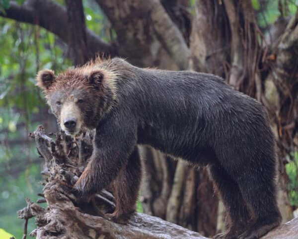 Can Grizzly Bears Climb Trees? [Answer & Facts] - Simply Ecologist