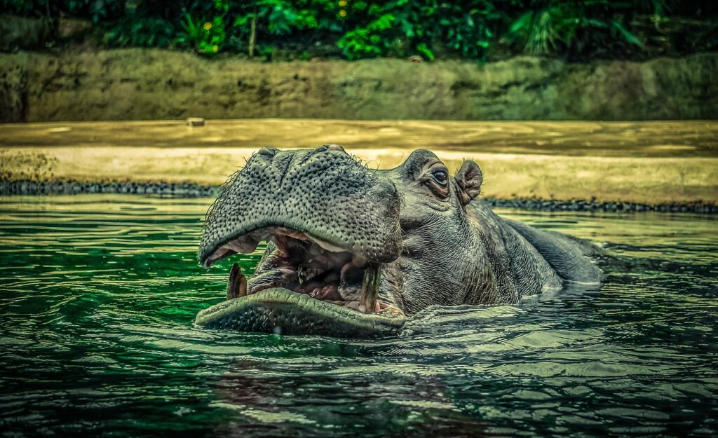 hippo, hippopotamus, water-4187448.jpg