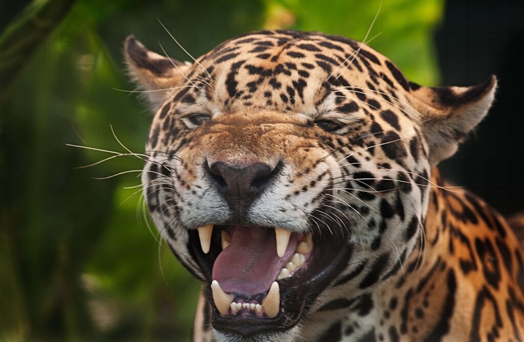 jaguar, panthera onca, spots-2801377.jpg