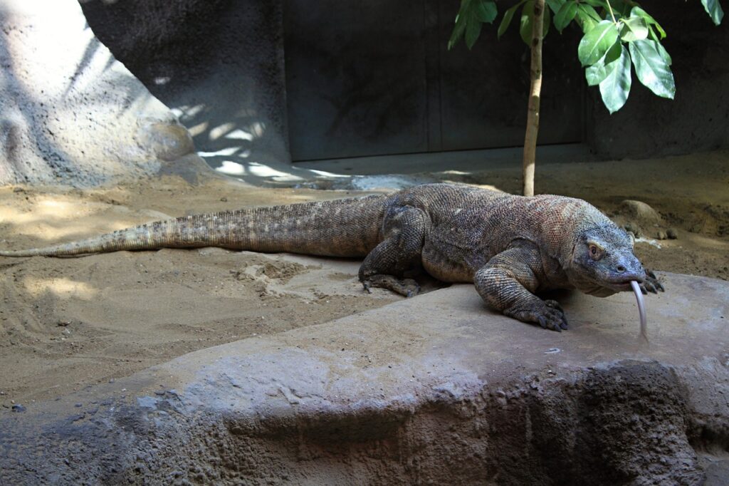 komodo dragon, lizard, reptile-237805.jpg