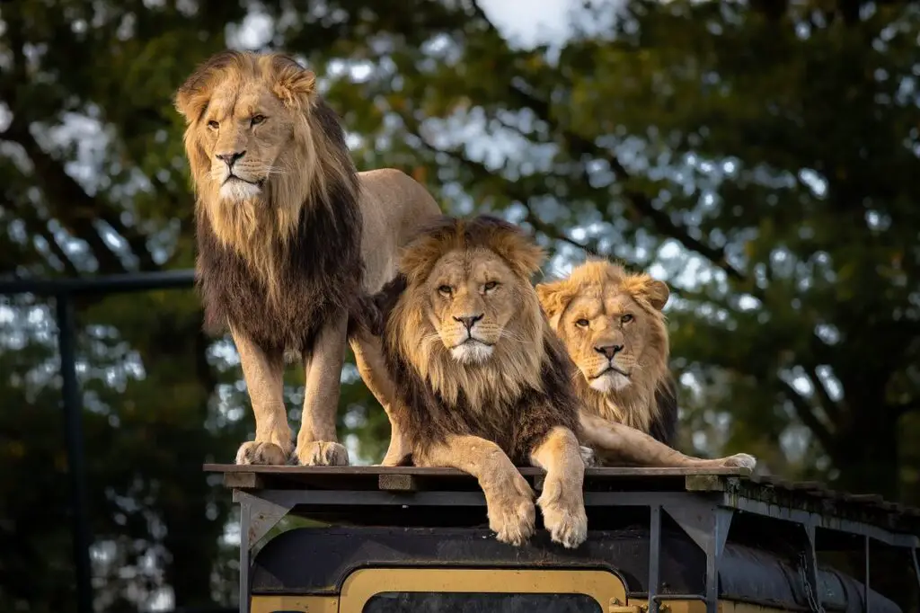 lion, zoo, africa-4581841.jpg