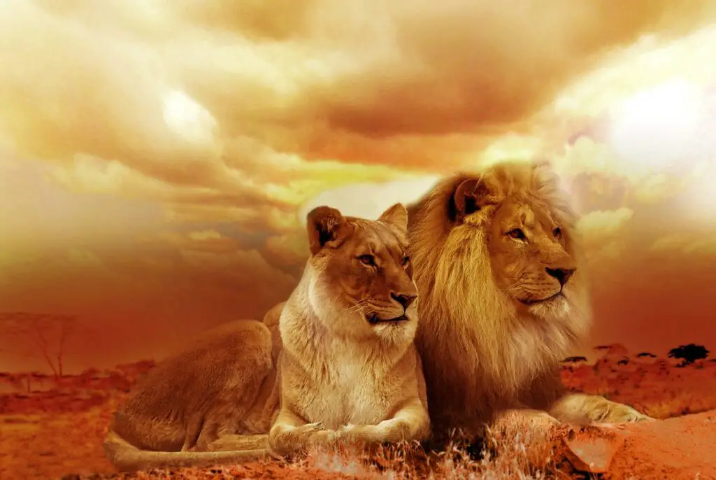 lions, couple, safari-577104.jpg