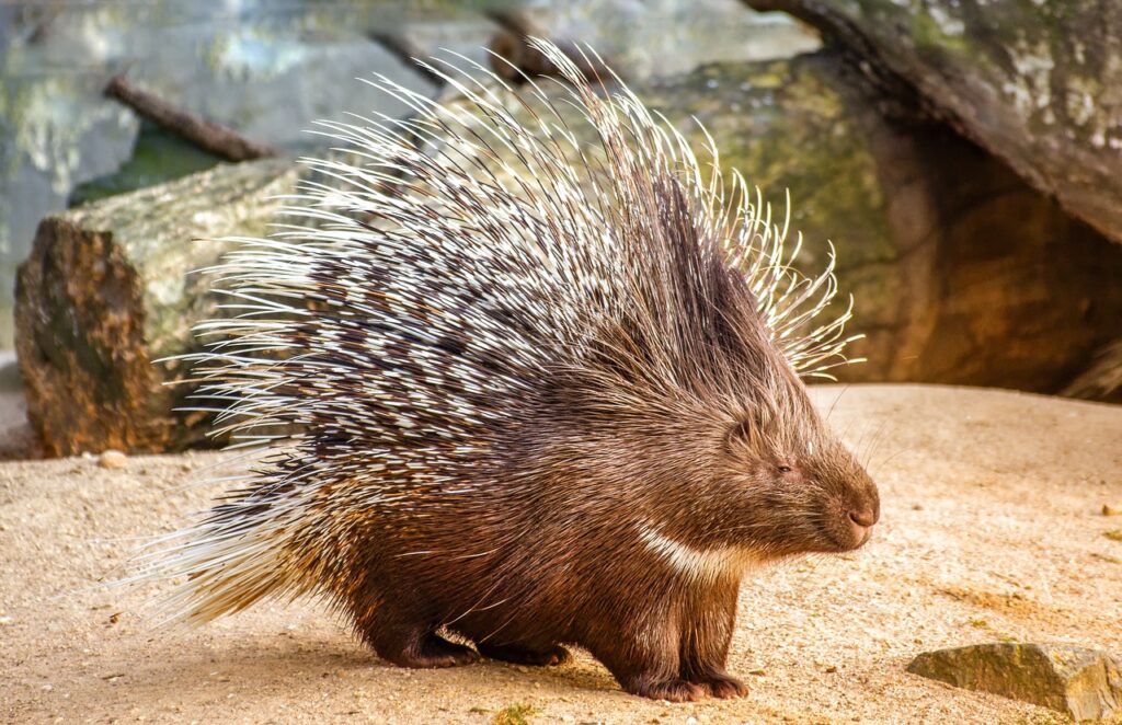 nature, animal, porcupine-3588682.jpg