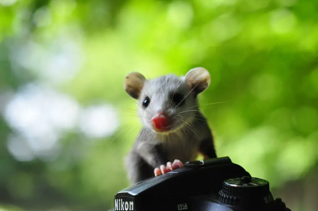 opossum, animal, wildlife-7417776.jpg
