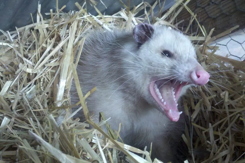 opossum, possum, teeth-309264.jpg