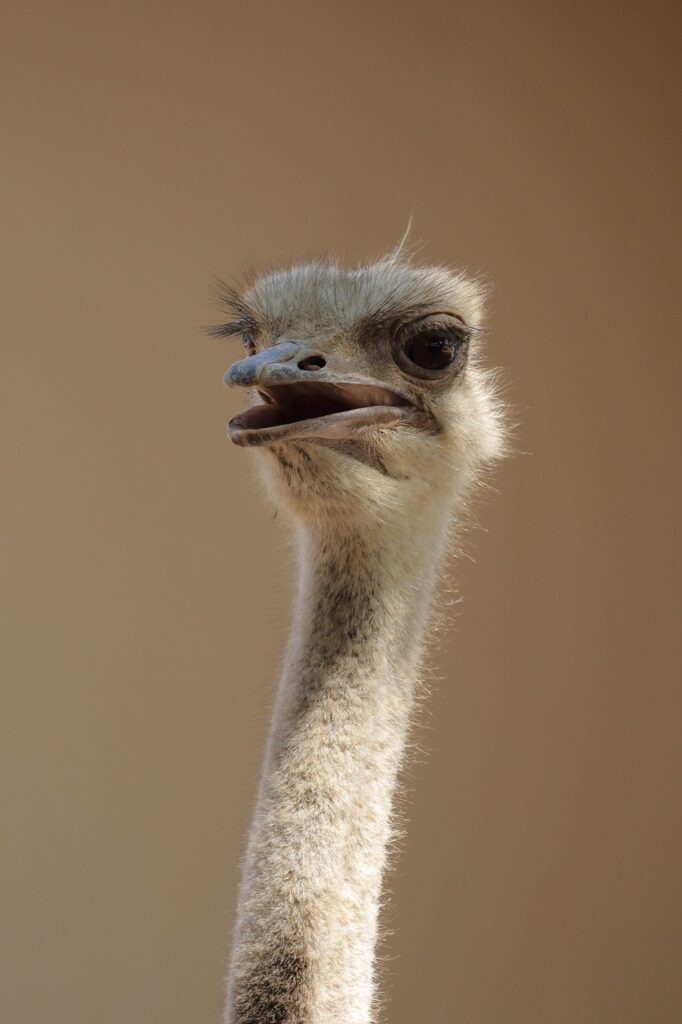 ostrich, flightless bird, animal-8316386.jpg