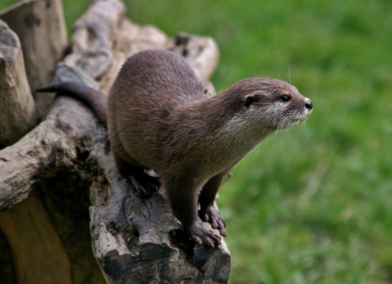 Do Otters Build Dams? [No! Here's What They Do]