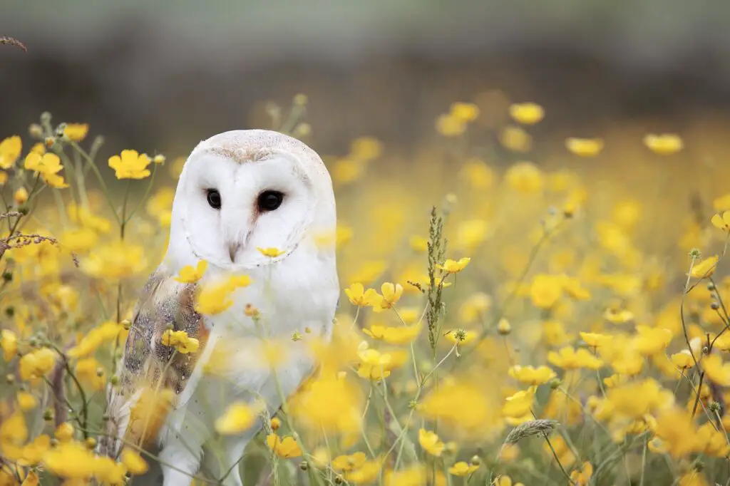 owl, flower background, bird-1845060.jpg