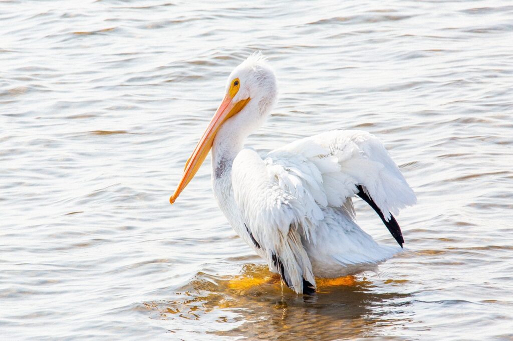 pelican, nature, bird-6390035.jpg