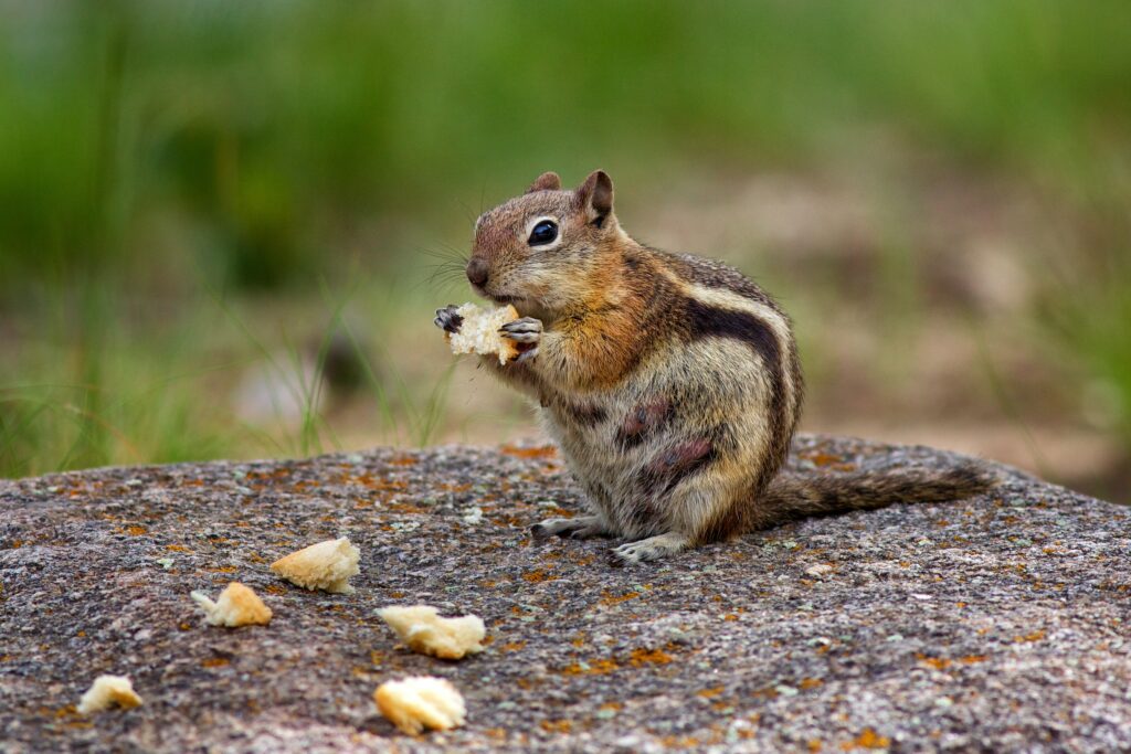 7 Examples Of Animals Like Chipmunks