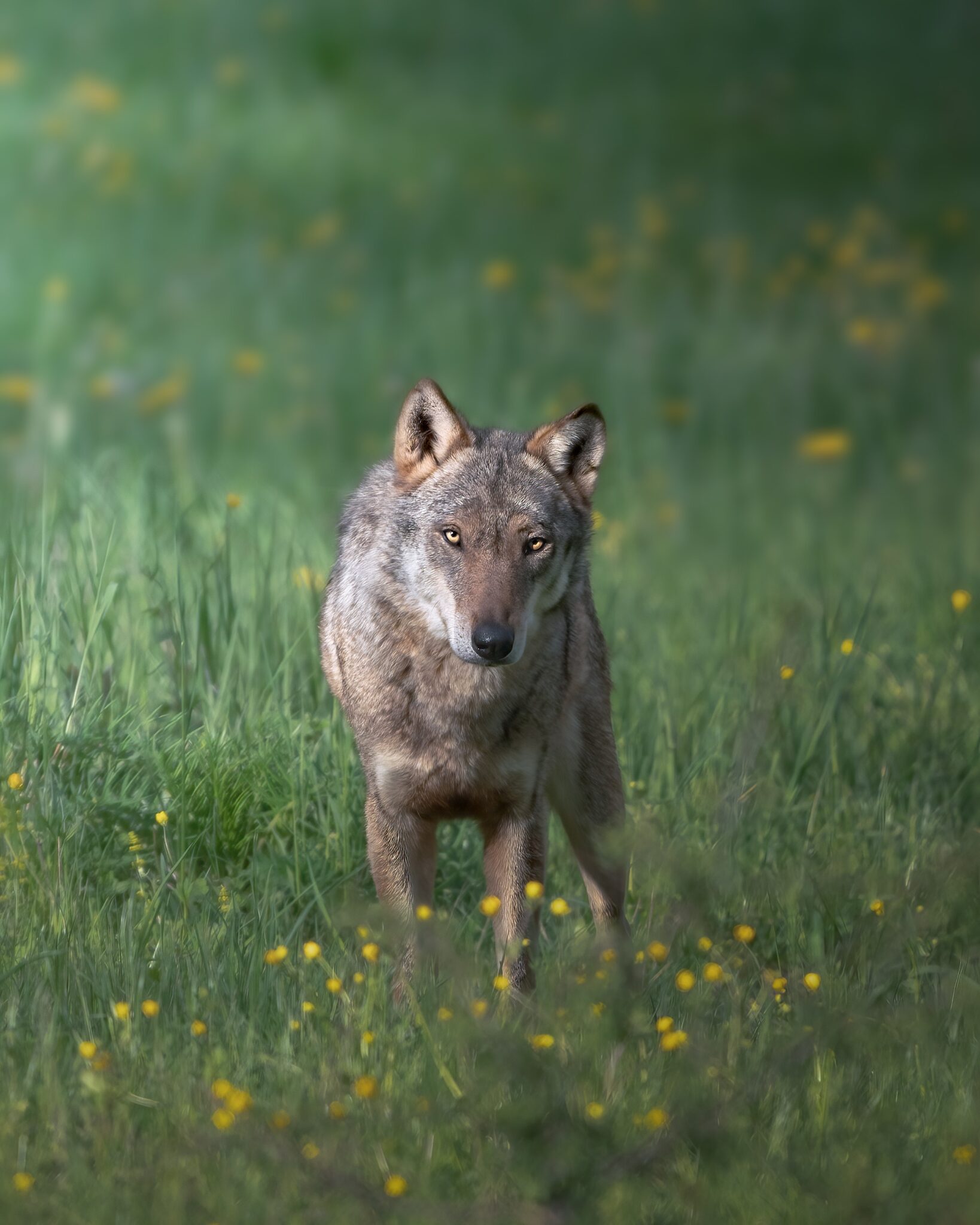 10 Different Animals Like Hyenas (With Pictures)