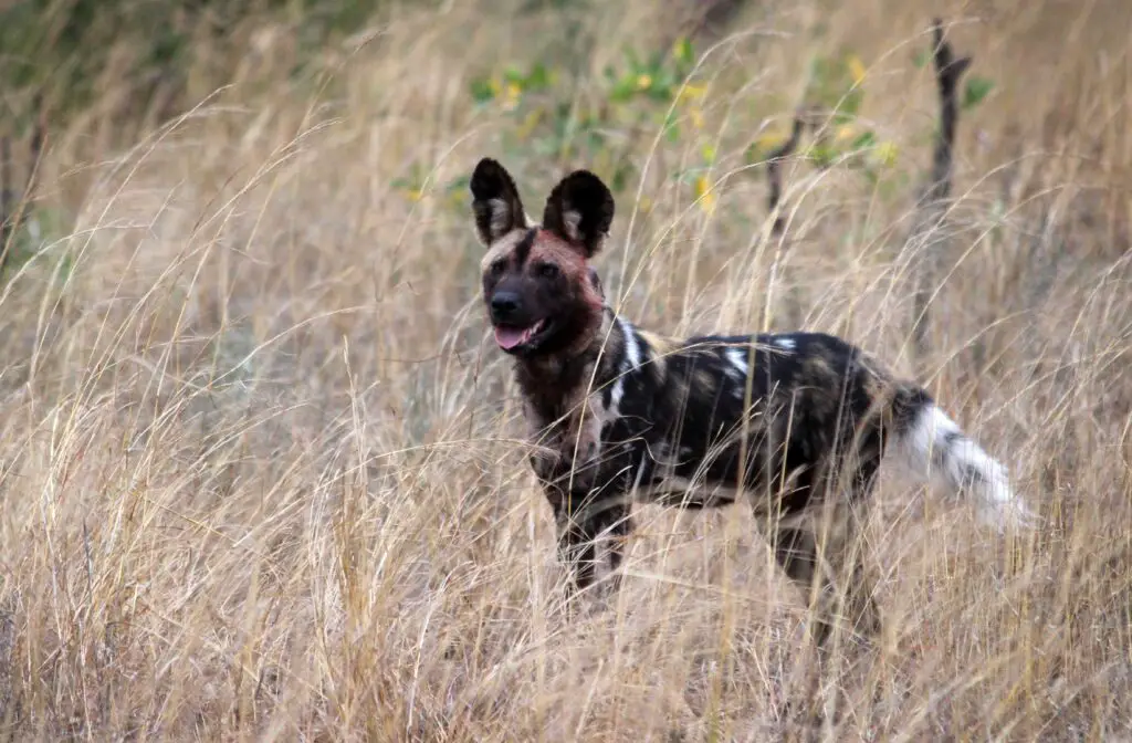 african painted dog