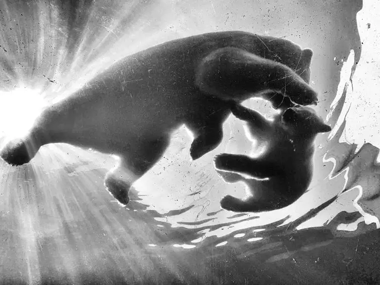 polar bears friend or foe