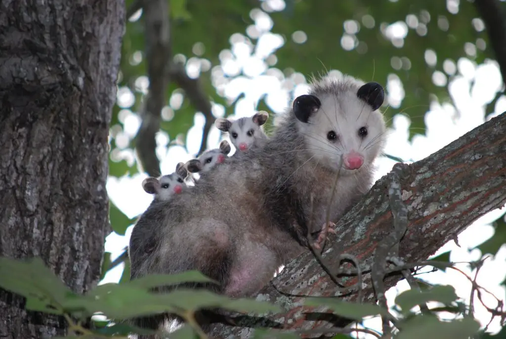 possum, opossum, animal-1802326.jpg