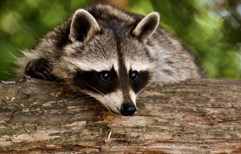raccoon, animal, mammal-3538081.jpg