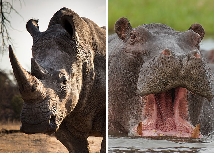 Rhino Vs. Hippo: Who Would Win A Fight? (Comparison)