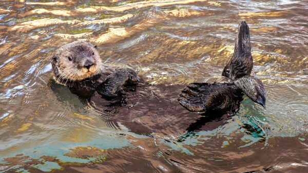 Can Otters Live On Land? (Here’s What They Do!)