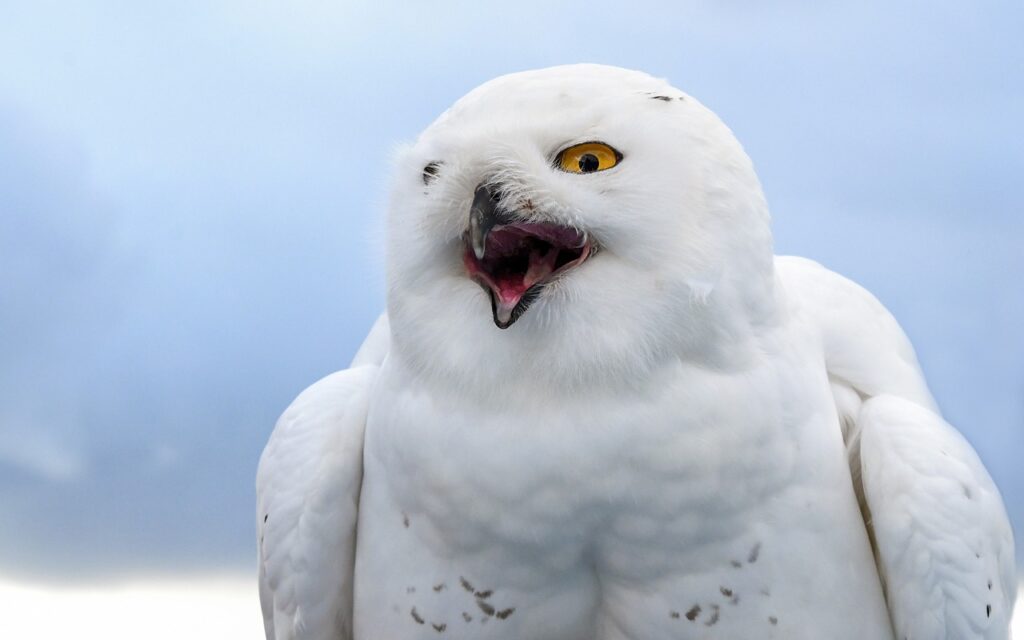 snowy owl, bird, raptor-3309209.jpg