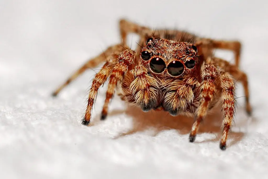 spider, arachnid, animal-564571.jpg