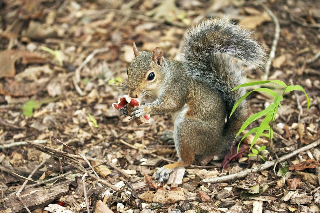 squirrel, eating, mushroom-1722787.jpg