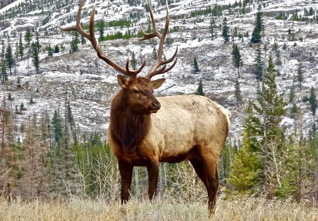 stag, elk, antler-2139274.jpg