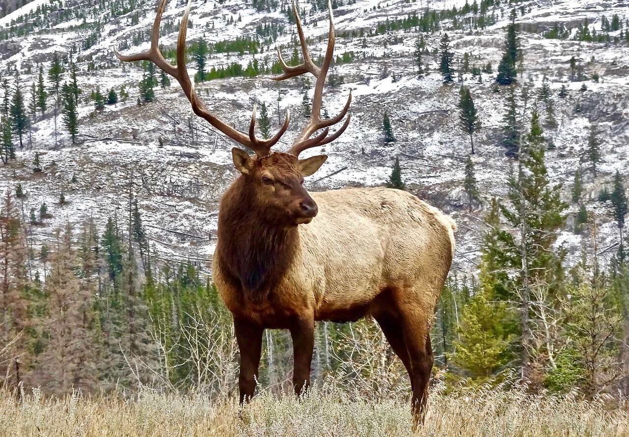 Types of Elk (American & Asian)