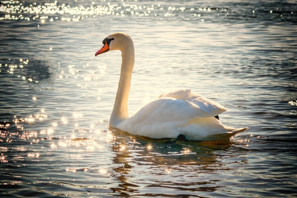 swan, water, bird-2077219.jpg