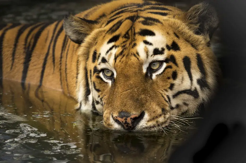 tiger, eyes, bathing-2791980.jpg