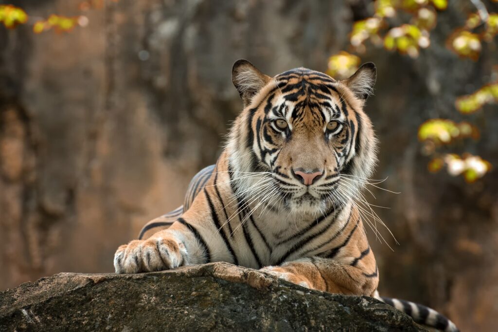 tiger, white, color-3948712.jpg