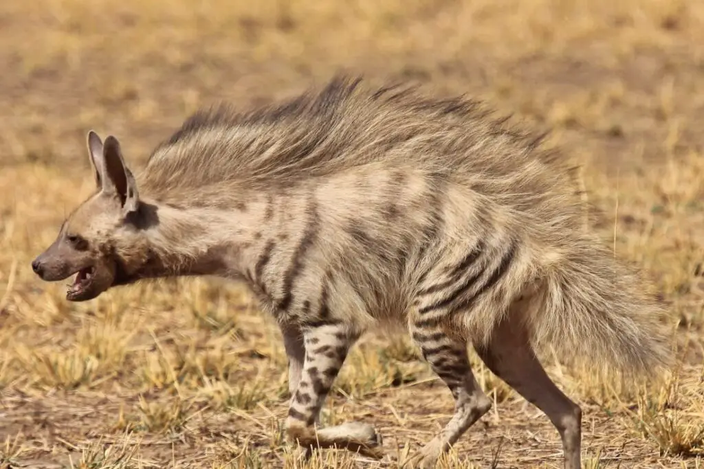stripped hyena