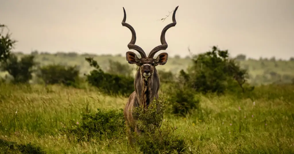 African Animals With Horns and Antlers