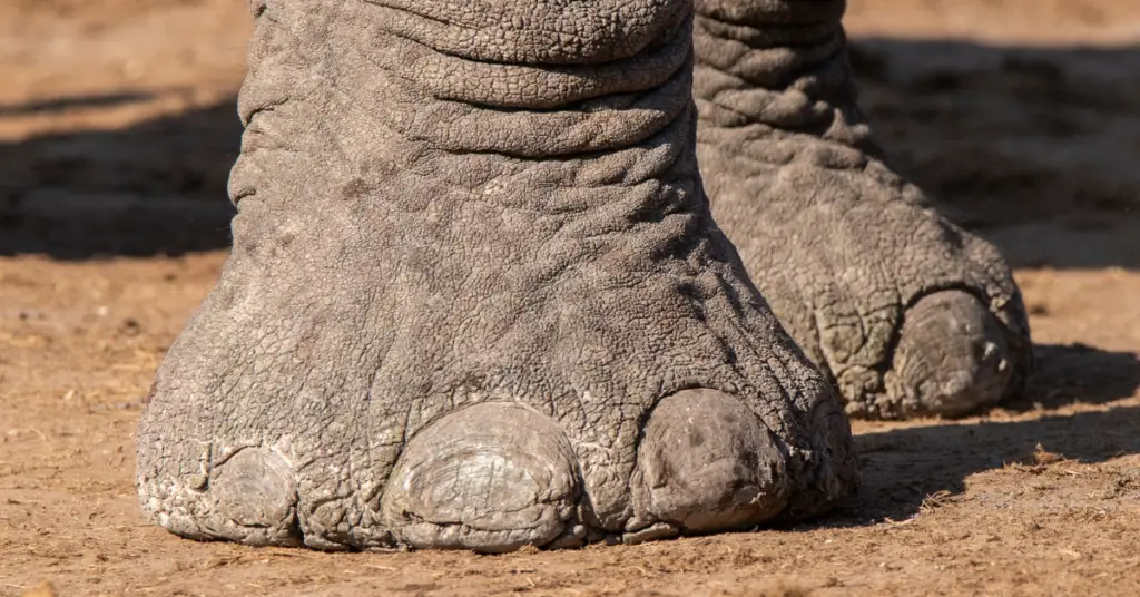 Animals With Big Feet
